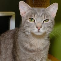 TIGROU A17031, chat à adopter