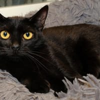 BONNIE A17040, chatte à adopter
