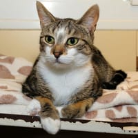 VAÏNA A17039, chatte à adopter