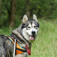 PRYANKA, chienne à adopter