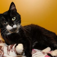 UNSER A17121, chat à adopter