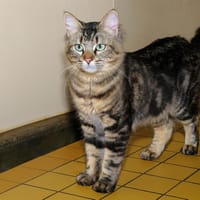 LEE A17120, chat à adopter