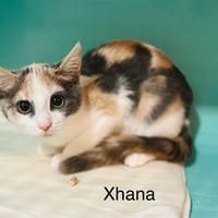 Xhana, chatte à adopter
