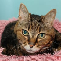 MIMINE A17129, chatte à adopter