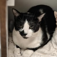 TENEBRIO, chat à adopter