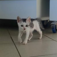 Bali, chat à adopter