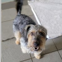 Patia, chienne à adopter