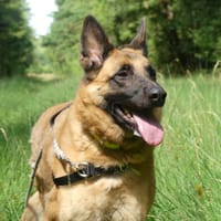 REX, chien à adopter