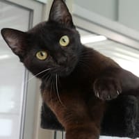 ANOUKETTE, chatte à adopter