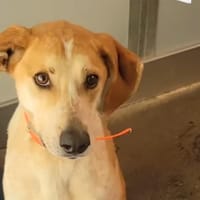 Marco, chien à adopter
