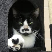 DALI, chat à adopter