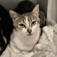 BAIGNADE, chatte à adopter