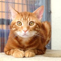 CRACOTTE PAB27383, chat à adopter