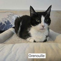 GRENOUILLE, chatte à adopter