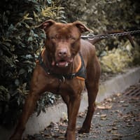 Dinero, chien à adopter