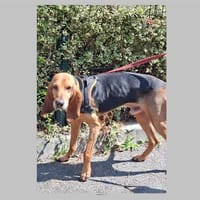 Bruno, chien à adopter