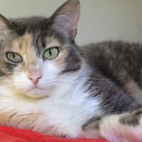 KUMA PAB27334, chatte à adopter