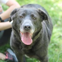 Bandit, chien à adopter
