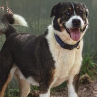 Nollan, chien à adopter