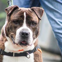 Fayzer, chien à adopter