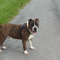 Fayzer, chien à adopter