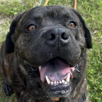 Nacio, chien à adopter