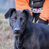 Cachou (réservée), chienne à adopter