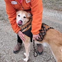 Rodolphe, chien à adopter