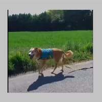 Rodolphe, chien à adopter