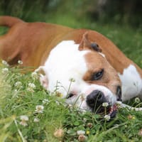 Nixon, chien à adopter