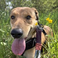 Tita, chienne à adopter
