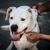 Ally, chienne à adopter