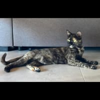 FRIDA, chatte à adopter