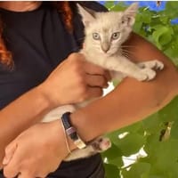 Heidi, chatte à adopter