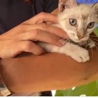 Heidi, chatte à adopter