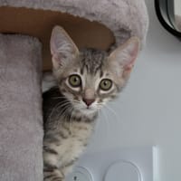 Artémis, chatte à adopter