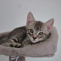 Attila, chat à adopter