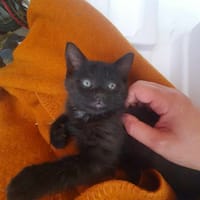 Loustic, chat à adopter
