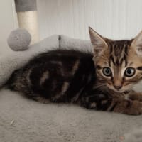 Arlo de Crepy, chat à adopter