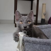 Anubis, chat à adopter