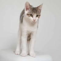 Aslan, chat à adopter