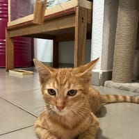 RELYM, chat à adopter