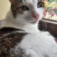 Miłek, kot do adopcji