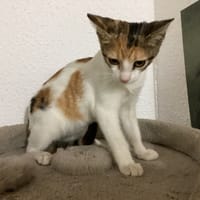 KENYA, chatte à adopter