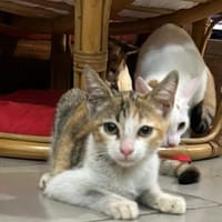 SHAYNA, chatte à adopter