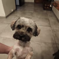 PAQUITO, chien à adopter