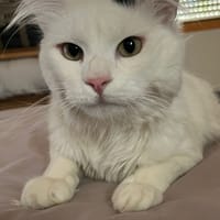 MYSTER, chat à adopter