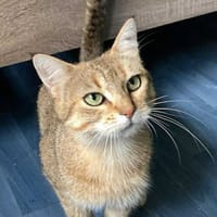 ROZIE, chatte à adopter