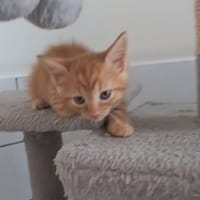 TWEEK, chatte à adopter