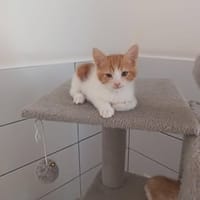 KWAZZI, chat à adopter
